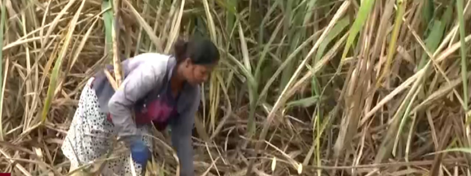 46,000 Tons Cane Delivered, Millions Unpaid